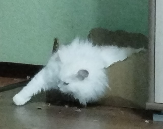Кот в рамках бытия