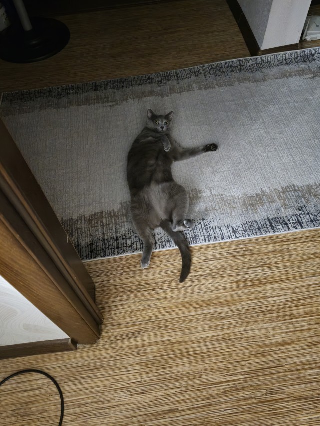 Толстые коты