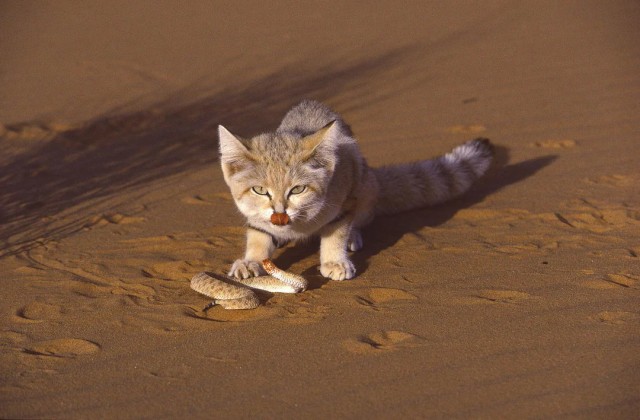 Песчаный кот обедает гадюкой в пустыне Сахара