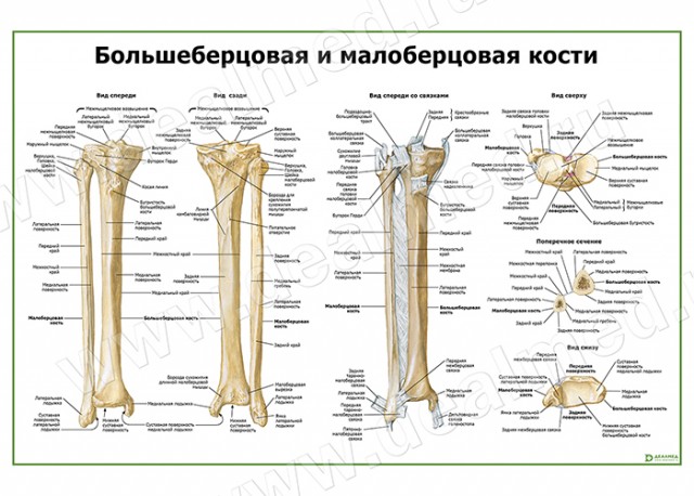 Шестиклассник получил перелом обеих ног на пешеходном переходе