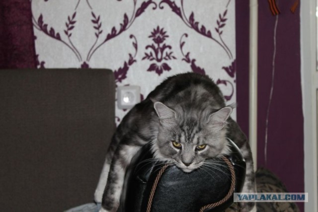 Котовторник 21.05.2013