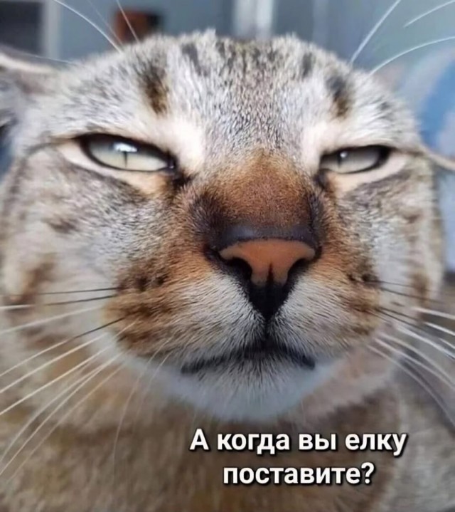 Котовторник в картинках