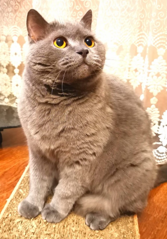 Котовторник