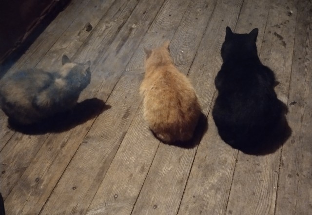Мужики кАзлы