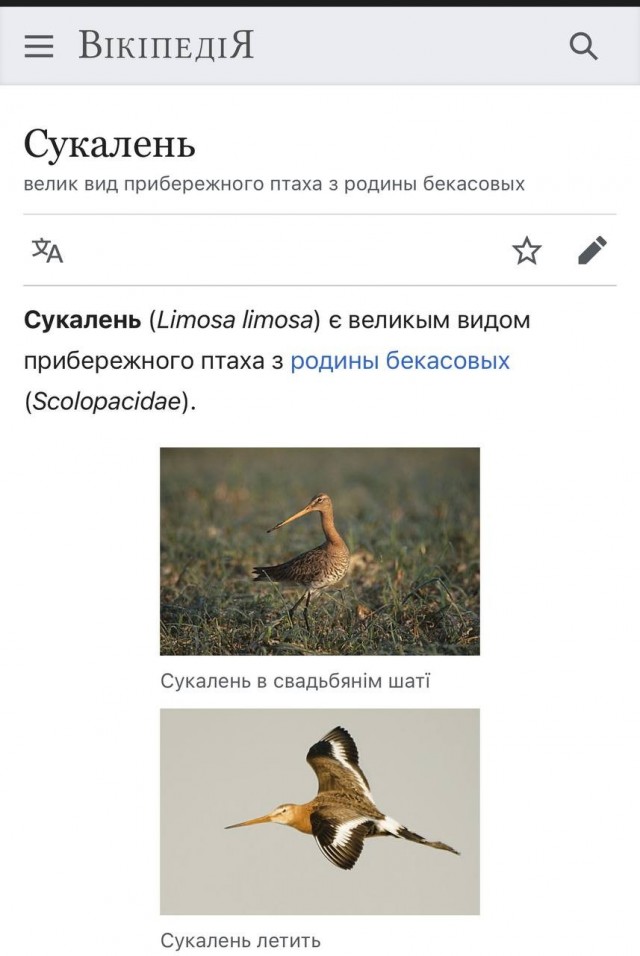 Наверно, в следующей жизни я стану птицей…