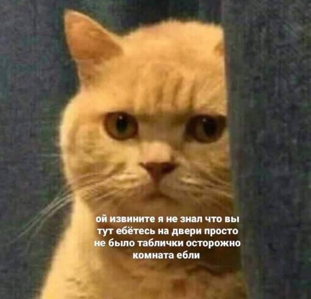 Смешные картинки с надписями и чужой кот