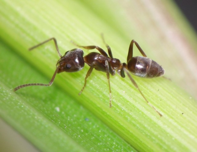 Кофеин для муравьёв