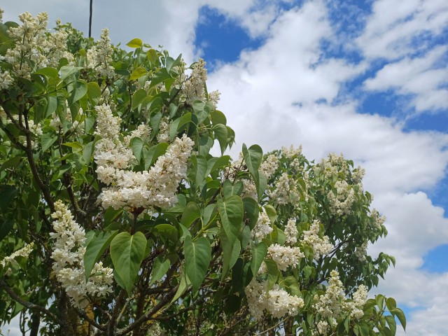 Роза-брюква
