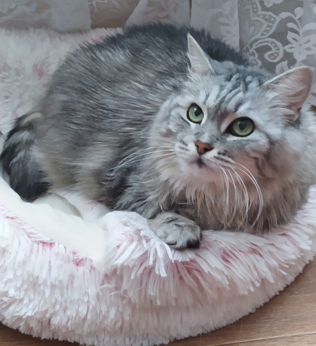 Котовторник