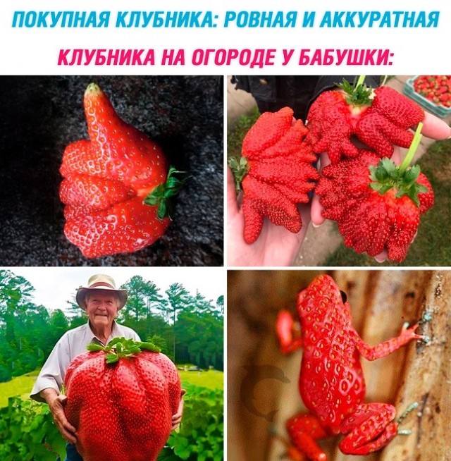 Весёлый полтишок 08.07.25