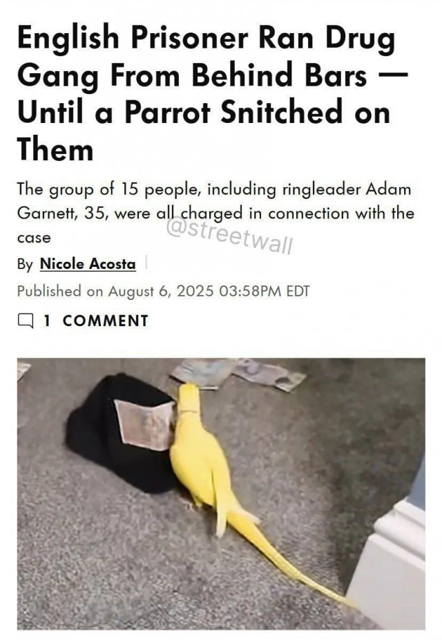 Сдал с потрохами: болтливый попугай помог полиции раскрыть банду наркоторговцев в Британии