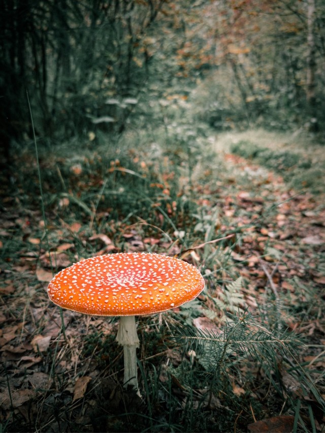 Осенние картинки