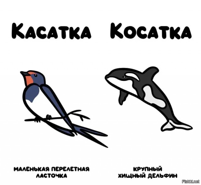 У косатки превосходный вкус