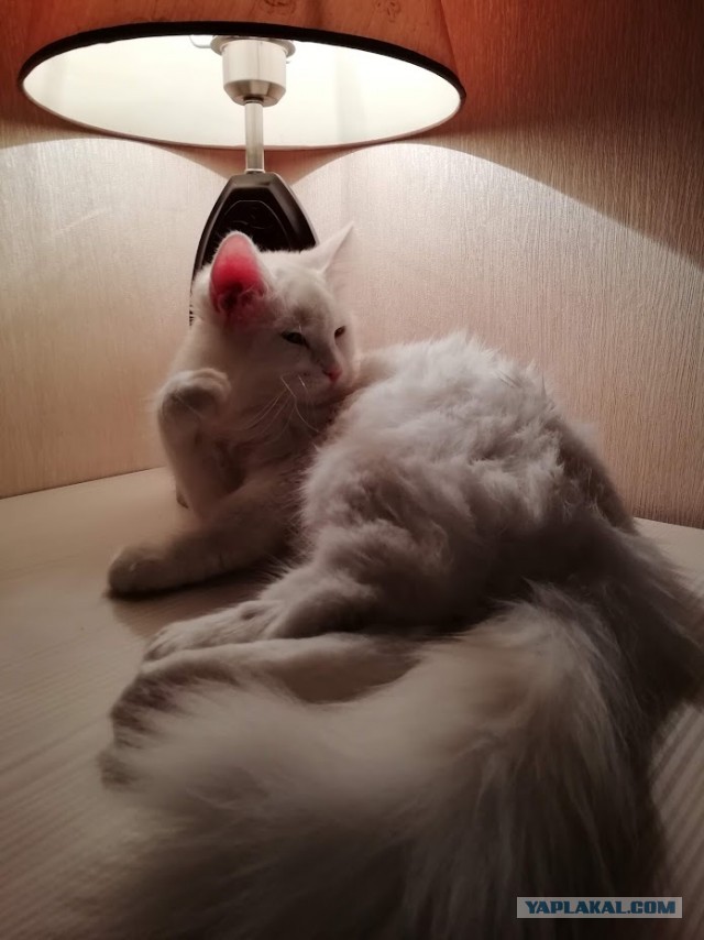 Мой кот с лампой)