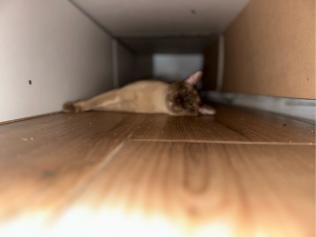 Котовторник говоришь?!...