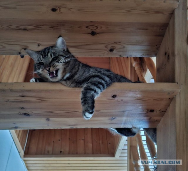 Мыши в блиндаже