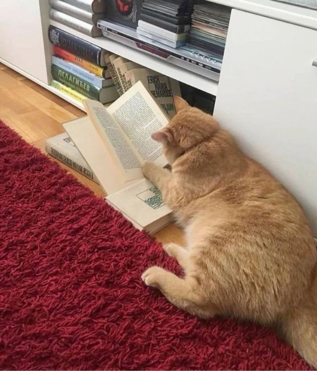 Котики тоже любят читать