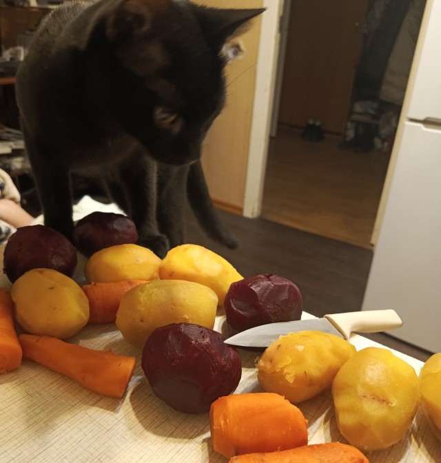 Смешное для котовторника