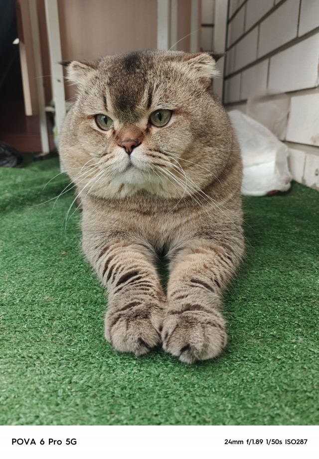 Принимайте в ряды вислоухих