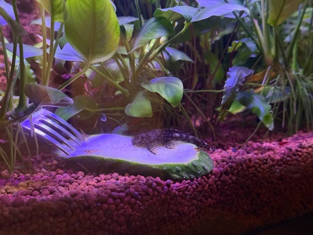 Может аквасреду введем?