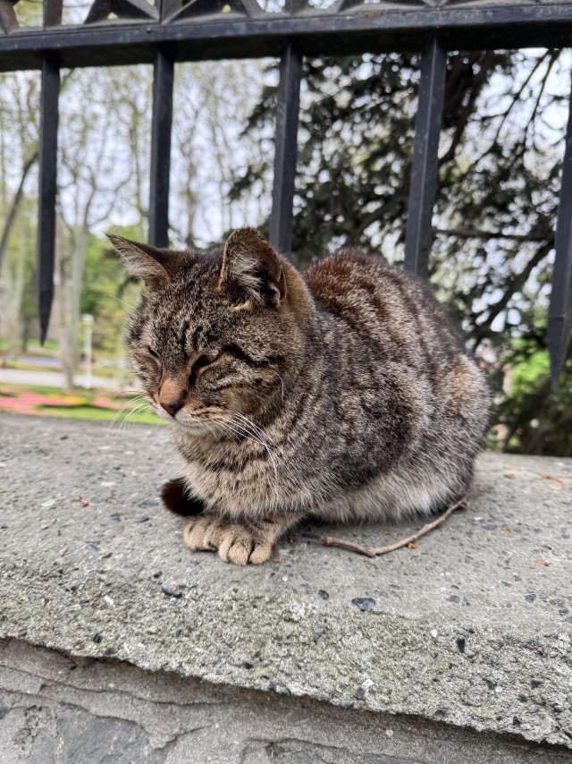 Уличные кошки Стамбула