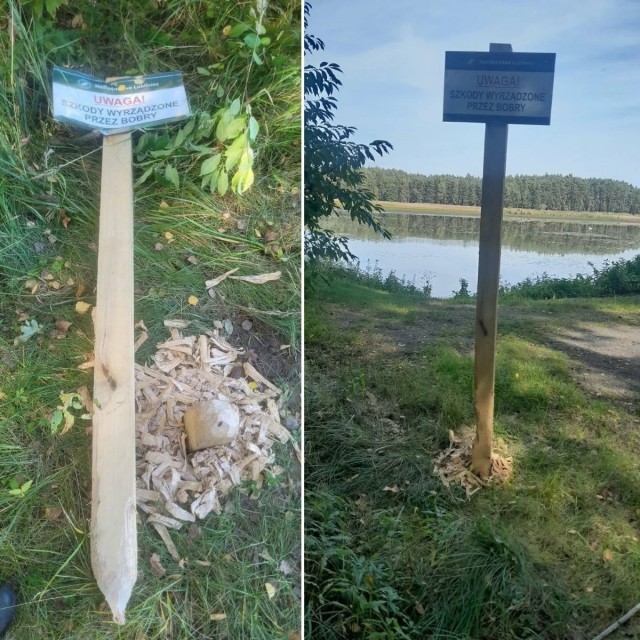 *БАЯН*Курва бобр