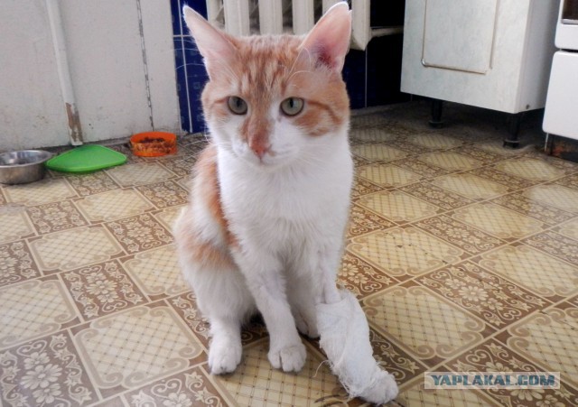 Ищу хозяев для кота (в Уфе)