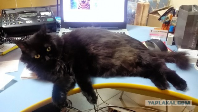 Котовторник 23.09.2014.