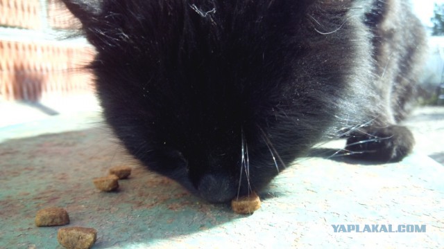 Котовторник 30.09.2014