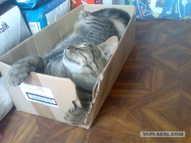 Котовторник 25.11.2014