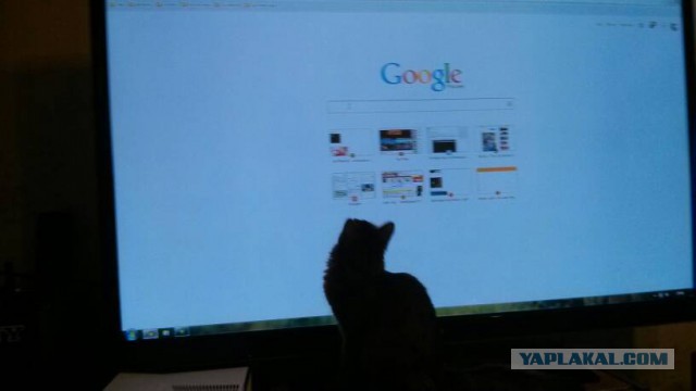 Котовторник 2.12.14