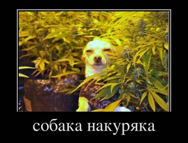 Отпусти меня чудо трава
