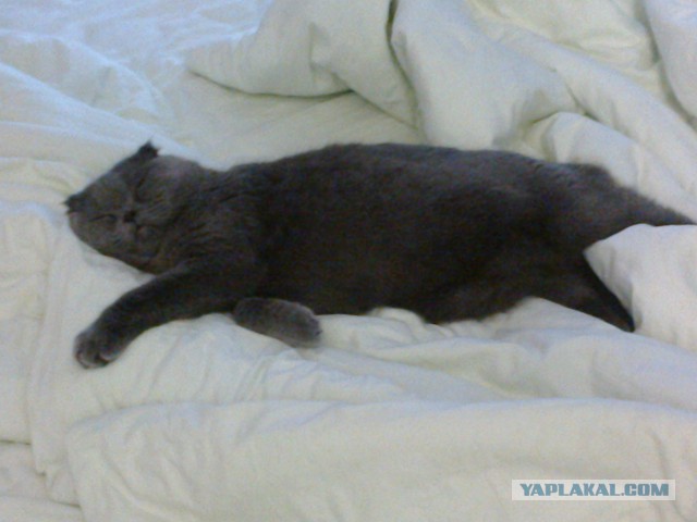 Котовторник 31.03.2015