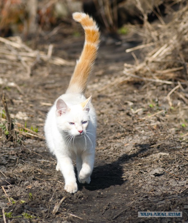 Котовторник 16.06.2015., Котовторник наступил!