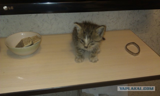 Котоводы, на помосчь!