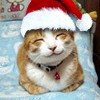 ЯП, с Новым 2016 Годом!