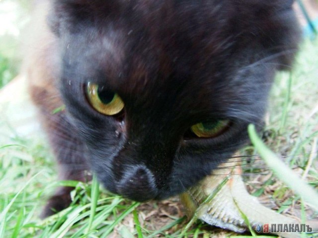 Коты, кошки, котята