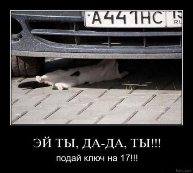 Демы к котовторнику!