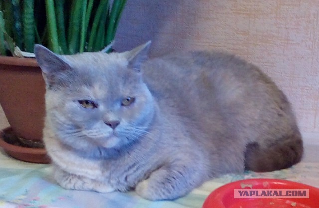 Котовторник  10.05.2016