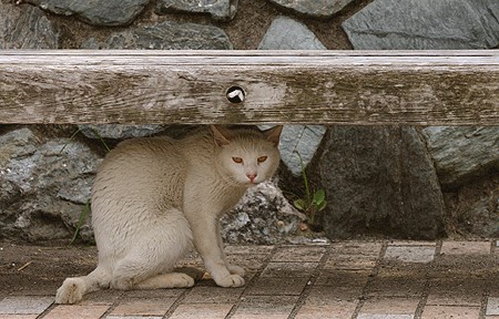 Объемные кошки (3d-cats)