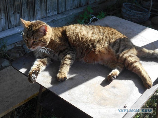 Жизнь домашнего приюта для котеек 133