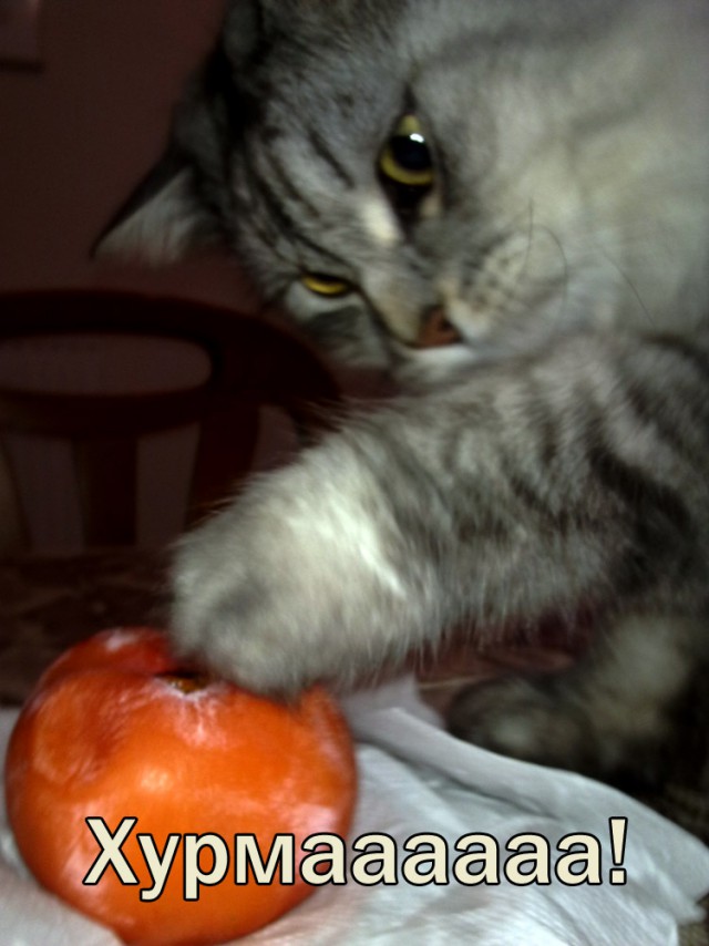 Мой кот. Это нормально?