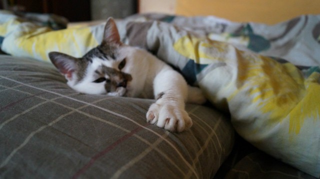 Коты и Кошки