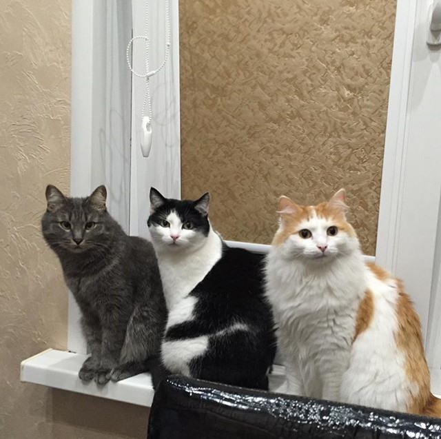 Коты и Кошки
