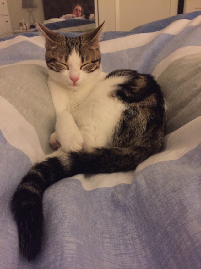 Коты и Кошки