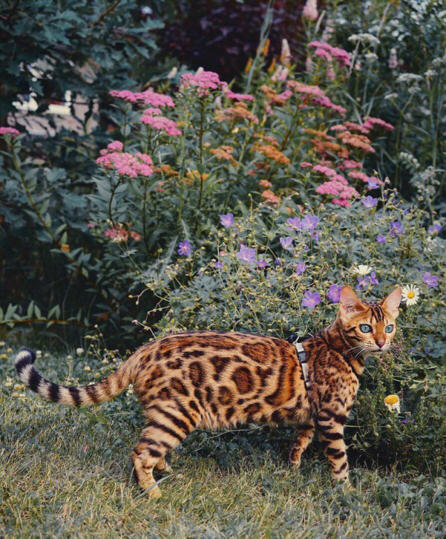 Коты и Кошки