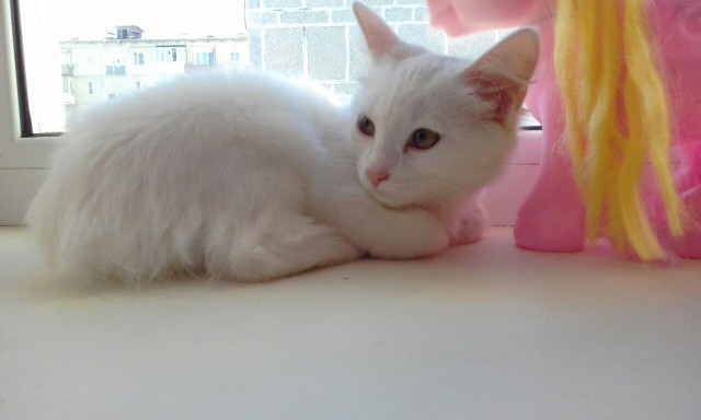 Коты и Кошки