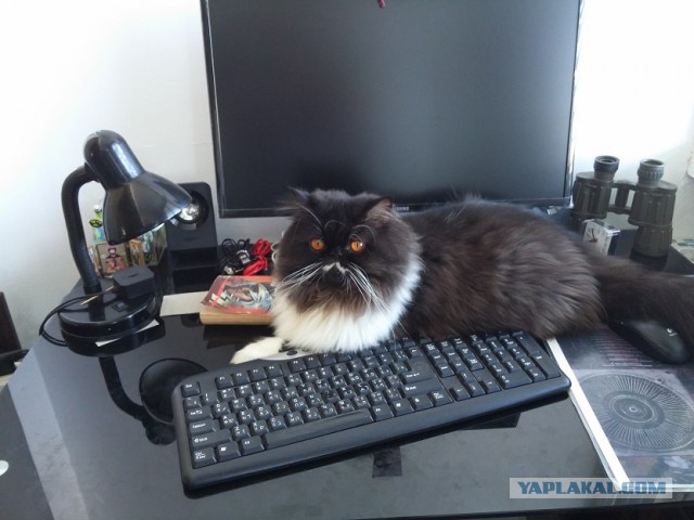 Коты и Кошки