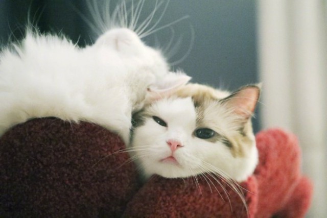 Коты и Кошки