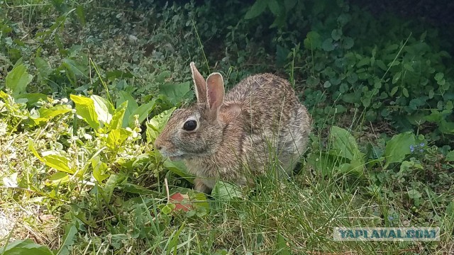 Просто Природа